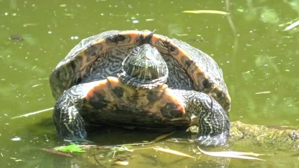 Kırmızı kulaklı sürgülü kaplumbağa yüzüyor. — Stok video
