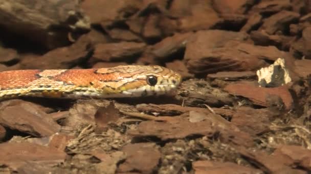 Serpiente de maíz rojo — Vídeo de stock