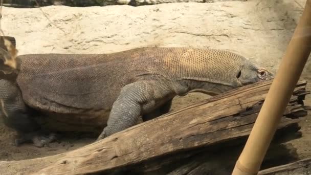 Dragon Komodo d'Indonésie — Video