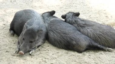 Yaban domuzları uyuyor.