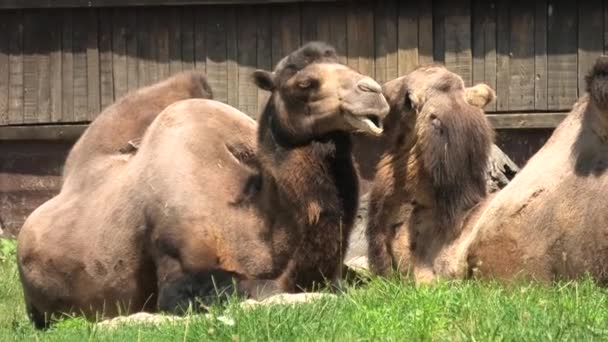 Arabische kamelen rustend op het gras — Stockvideo