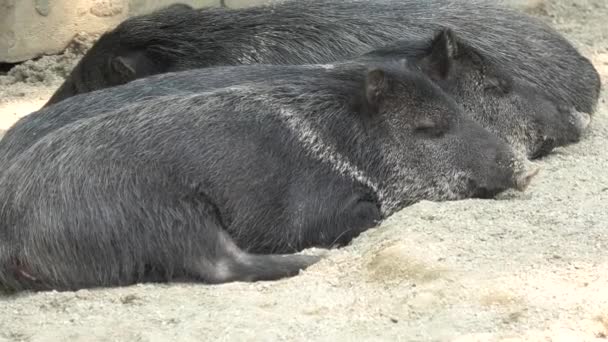 Wild boars sleeping — Stock Video