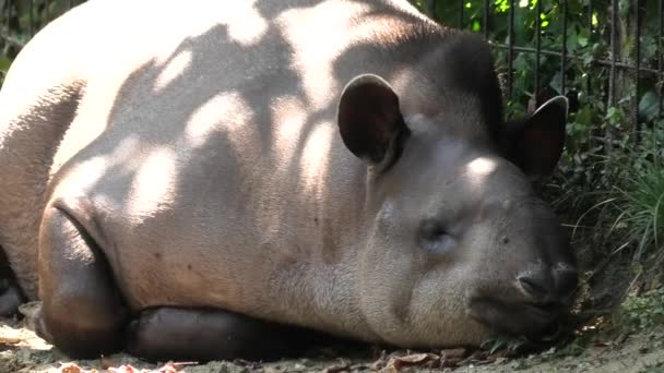 Tapir ruht auf dem Boden — Stockvideo