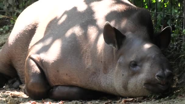 Tapir descansando en el suelo — Vídeo de stock