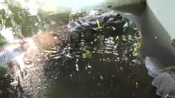 カバは水中で休んでいます — ストック動画