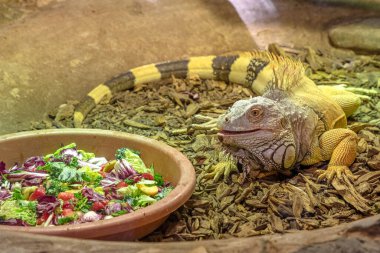 Iguana 'nın akvaryumdaki yakın çekimi