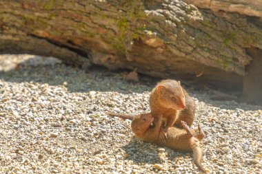 Anne ile ortak cüce firavun faresi yavrusu
