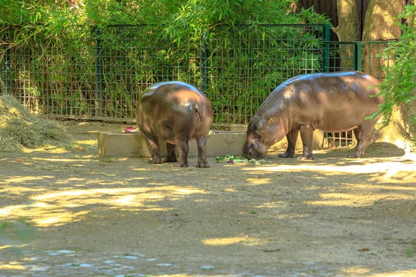 Nijlpaarden die groenten eten — Stockfoto