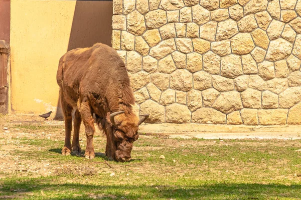 European bison close up — Stock Photo, Image