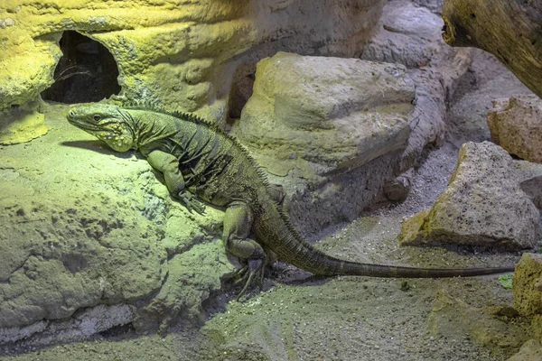 Primo piano dell'Iguana nel terrario — Foto Stock