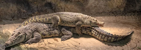 Nile crocodiles resting — Stock Photo, Image