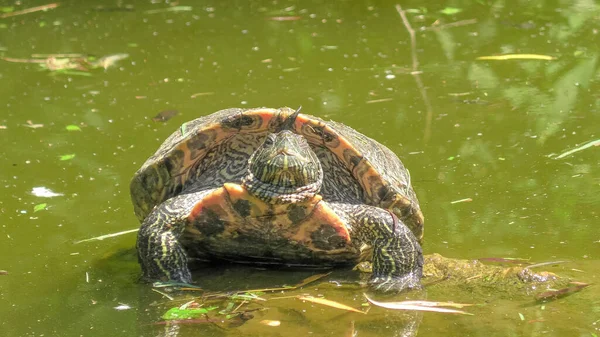 Red-eared slider turtle swimming — Stock Photo, Image