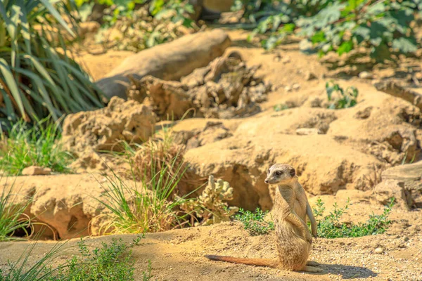 Meerkat en modo de alerta — Foto de Stock