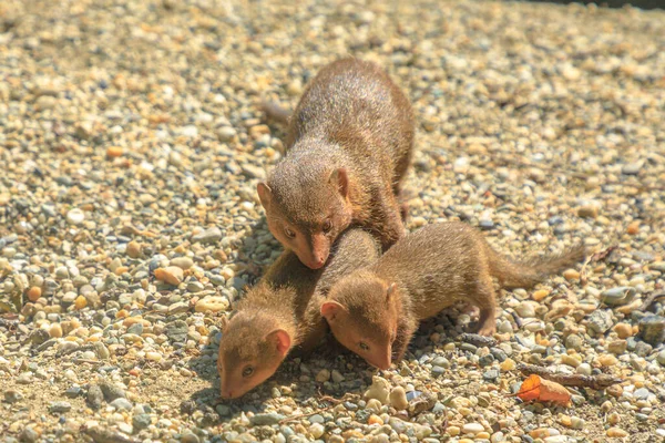 Common dwarf mongoose pup with mother — Stock Photo, Image