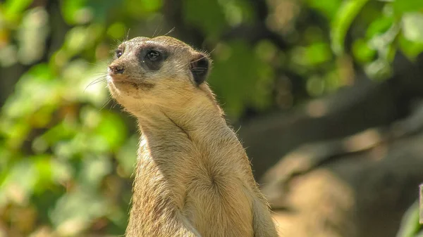 砂の背景にMeerkatまたは縫合。 — ストック写真