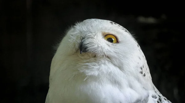Snowy owl close up — Stock Photo, Image