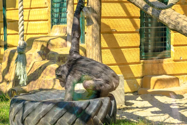 Chimpancé común en el zoológico de Zagabria — Foto de Stock