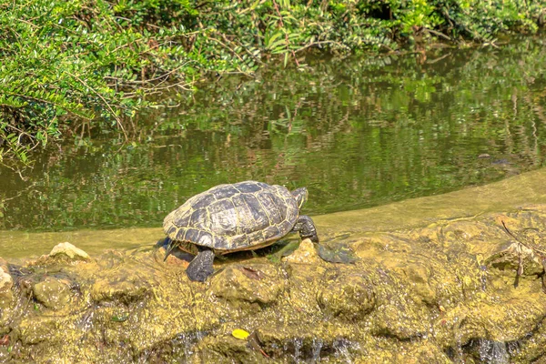 Red-eared slider turtle basking — Stock Photo, Image