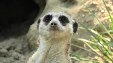 Mirket başı yakın