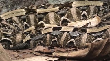 Gaboon viper Bitis gabonica