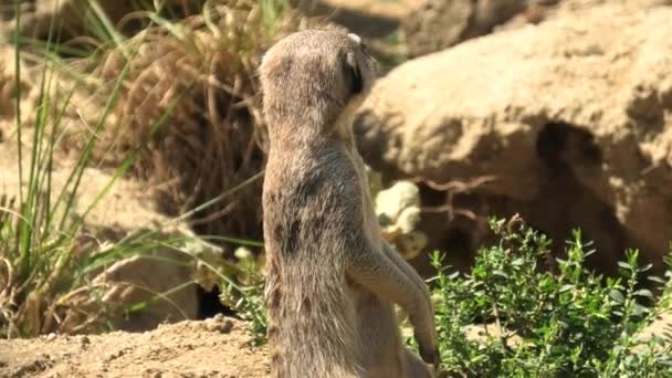 Meerkat или поверхностный на песчаном фоне — стоковое видео