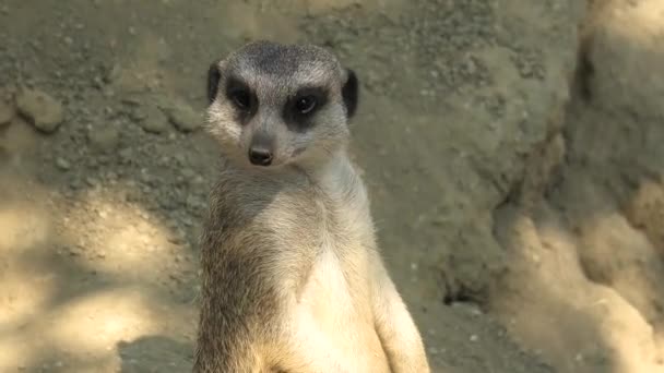 Meerkat or suricate close up — Stock Video