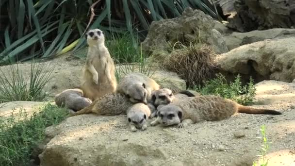 Meerkat ou suriciter sur fond de sable — Video