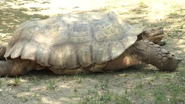 African spurred tortoise turtle — 图库视频影像