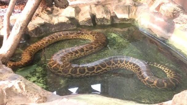 Yellow anaconda in the water — 图库视频影像