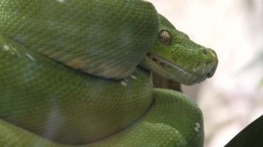 Yeşil ağaç python morelia viridis