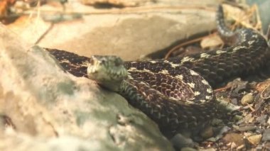 Zehirli çayırlık engereği ya da Vipera ursinii