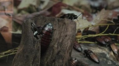 Madagaskar Hissing Hamam böceği - Gromphadorhina portentosa