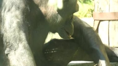 Zagabria hayvanat bahçesindeki yaygın şempanze