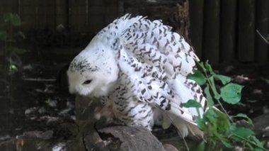 kar baykuşu yakın çekim