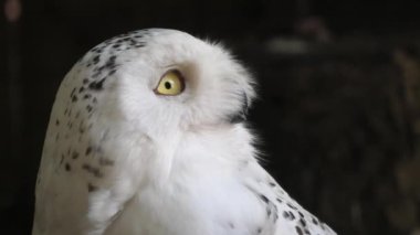 kar baykuşu yakın çekim