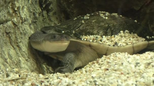 Θαλάσσια χελώνα McCords από το νησί Rote — Αρχείο Βίντεο