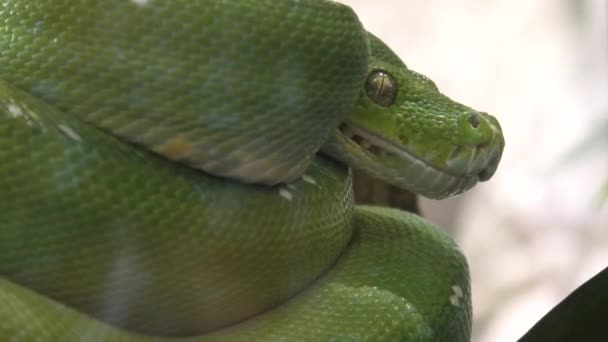 Groene boom python morelia viridis — Stockvideo