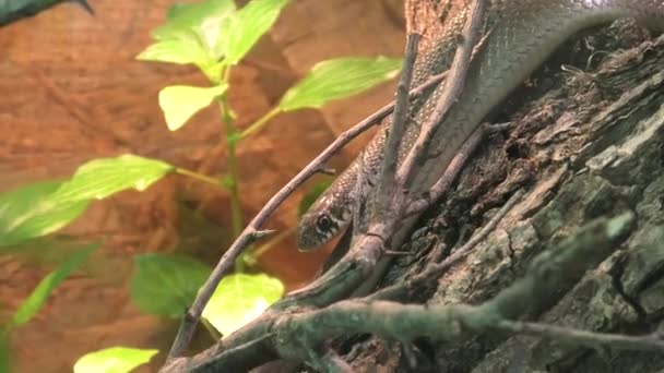 Balkan whip snake - Hierophis gemonensis — стокове відео