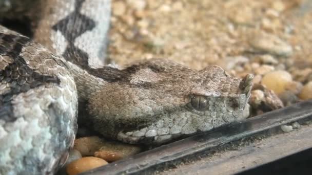 Rohatý zmije Vipera ammodytes had — Stock video