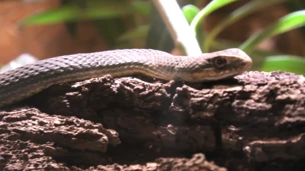 Восточная змея Монпелье - Malpolon insignitus — стоковое видео