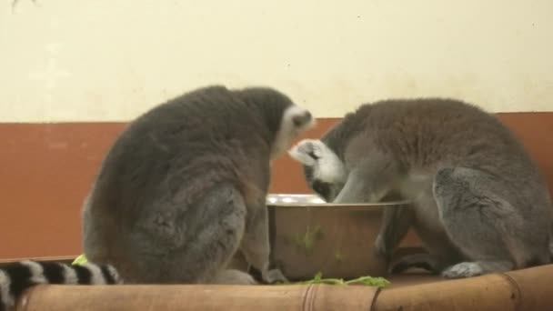 Madagaskar Lemurları — Stok video