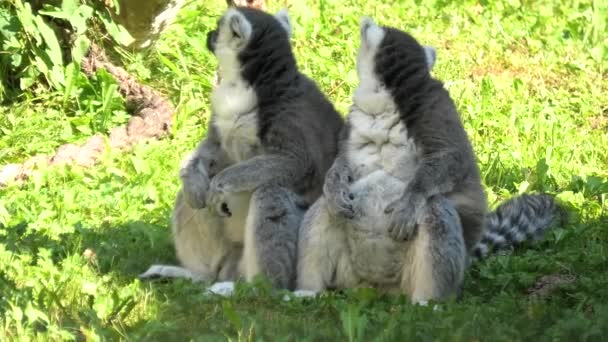 Madagaskar 'lı halka kuyruklu Lemur. — Stok video