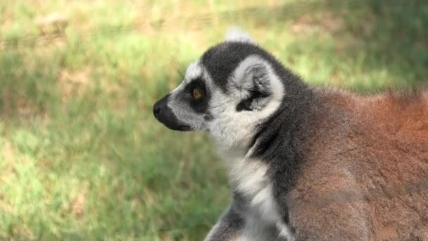 Madagaskar 'lı halka kuyruklu Lemur. — Stok video