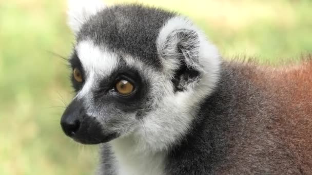 Maki van Madagaskar gezicht — Stockvideo