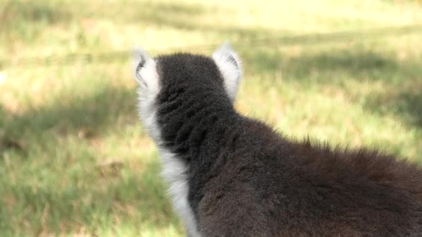 Maki van Madagaskar met ringstaart — Stockvideo