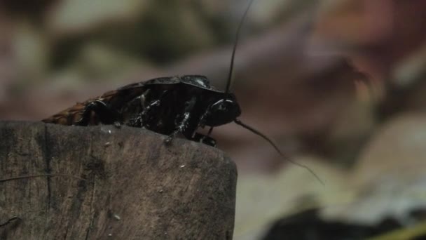 Madagaskar Hissing kackerlacka - Gromphadorhina portentosa — Stockvideo
