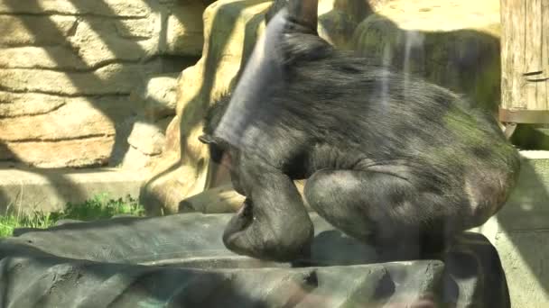 Gewone chimpansee in de dierentuin van Zagabrië — Stockvideo