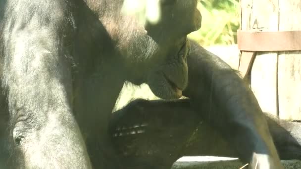 Běžný šimpanz v zoologické zahradě Zagabria — Stock video