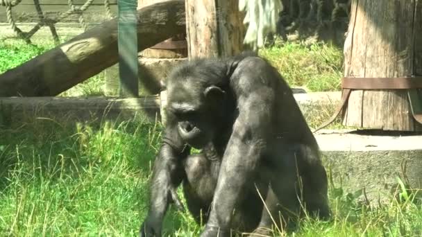 Gewone chimpansee in de dierentuin van Zagabrië — Stockvideo
