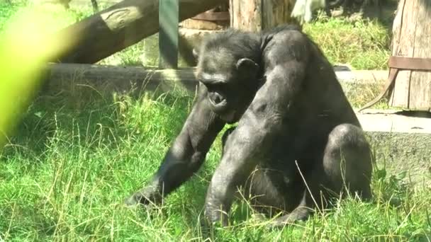 Chimpancé común en el zoológico de Zagabria — Vídeos de Stock